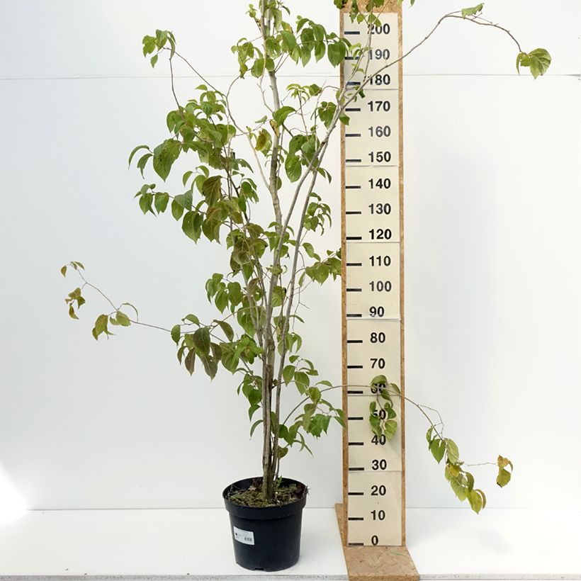 Spécimen de Eucommia ulmoides - Arbre à gutta-percha Pot de 12L/15L tel que livré en été