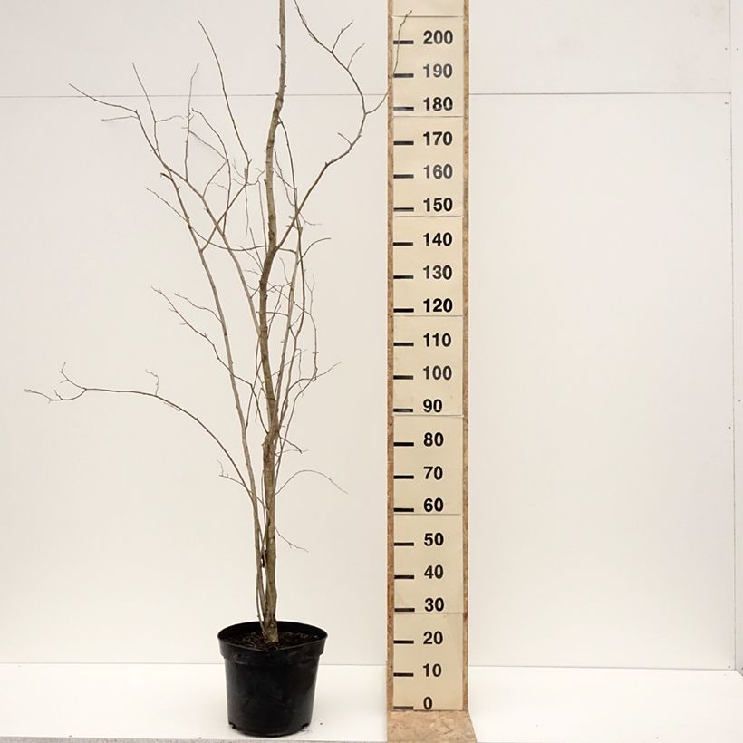 Spécimen de Eucommia ulmoides - Arbre à gutta-percha Pot de 12L/15L tel que livré en hiver