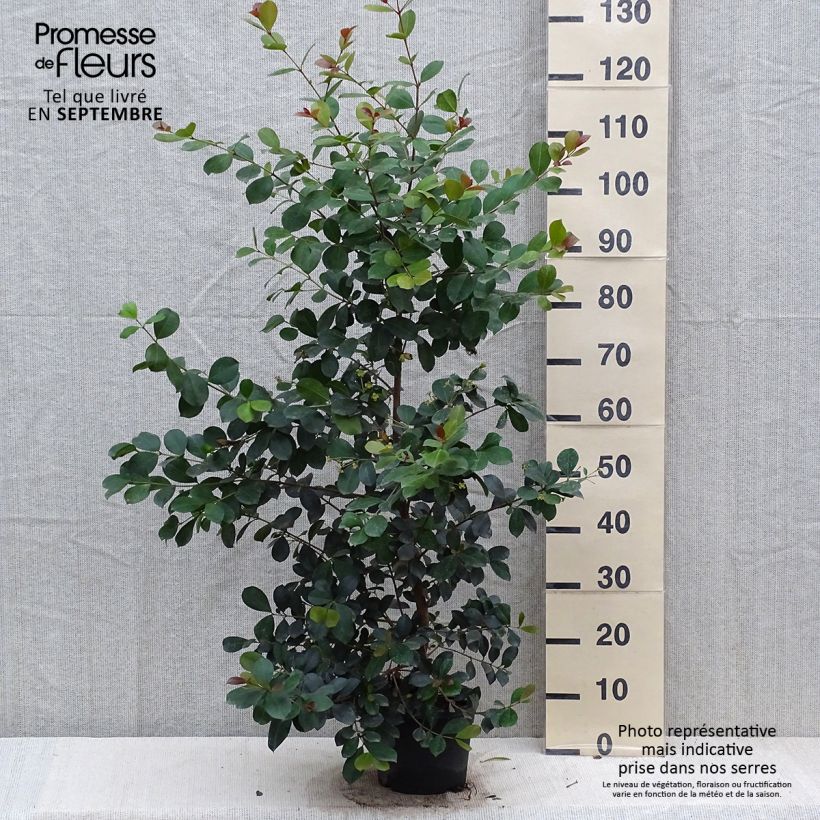 Spécimen de Eugenia Etna Fire - Cerisier de Cayenne Pot de 3L/4L tel que livré en automne