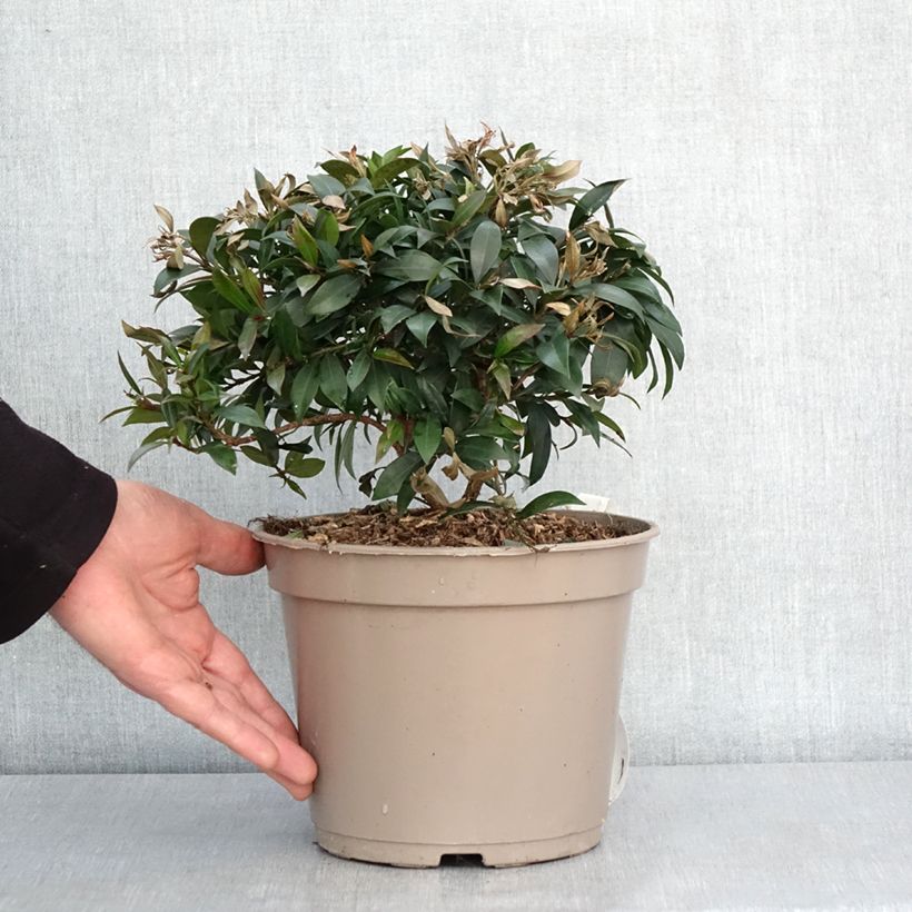 Spécimen de Eugenia myrtifolia Compacta - Myrte d'Australie Pot de 4L/5L tel que livré en hiver