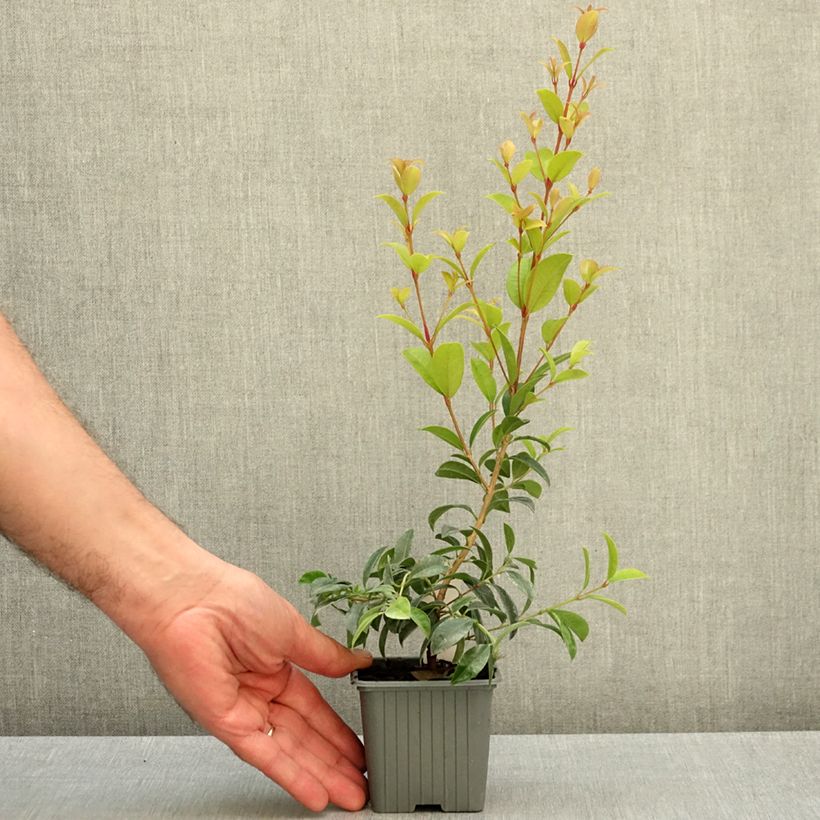 Spécimen de Eugenia myrtifolia New Port - Myrte d'Australie Godet de 8/9 cm tel que livré en automne