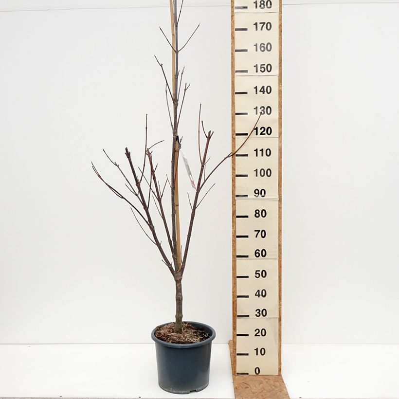 Spécimen de Euodia danielii - Arbre à miel Pot de 12L/15L, Baliveau tel que livré en automne
