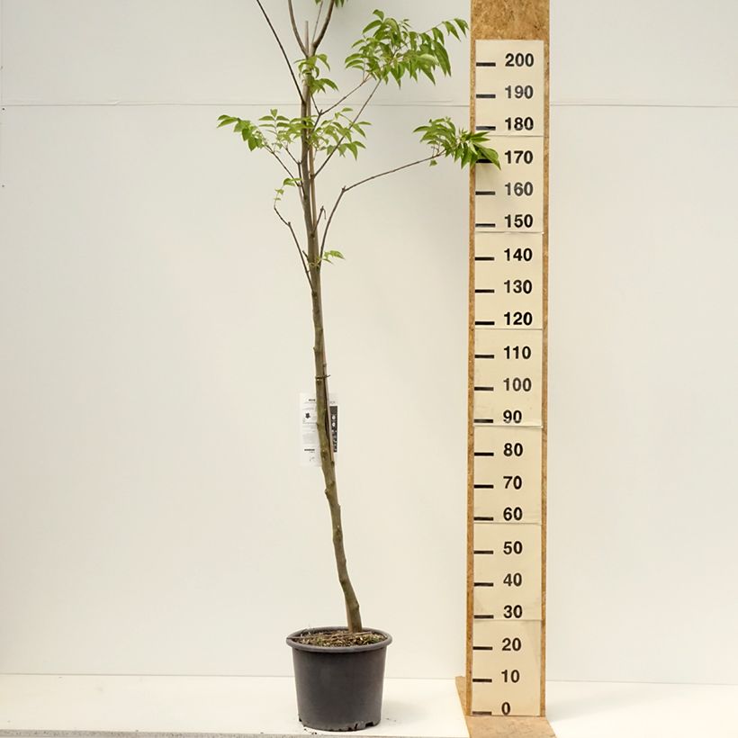 Amostra de Tetradium daniellii Vaso de 12 L/15 L tal como entregue na primavera