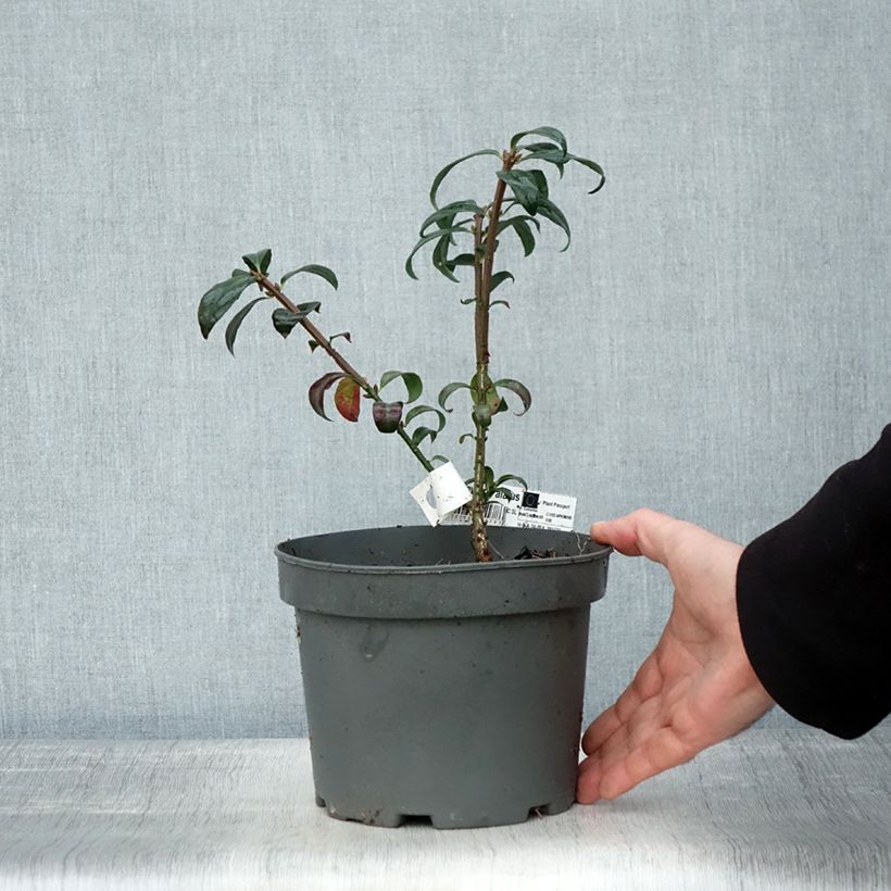 Spécimen de Euonymus alatus - Fusain ailé Pot de 2L/3L tel que livré en automne