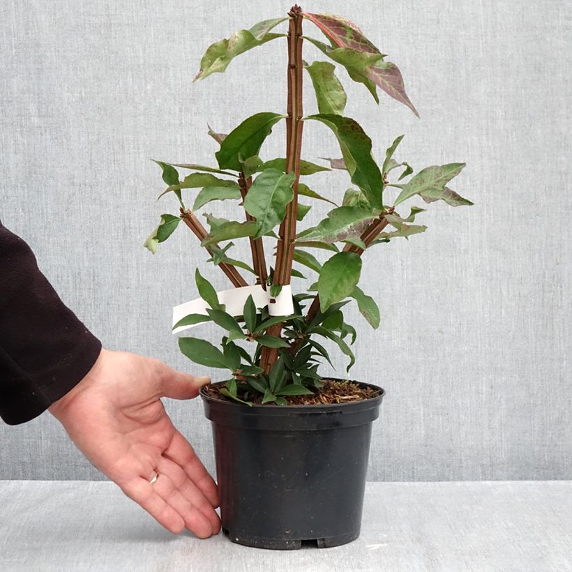 Spécimen de Euonymus alatus Blade Runner - Fusain ailé nain Pot de 2L/3L tel que livré en automne