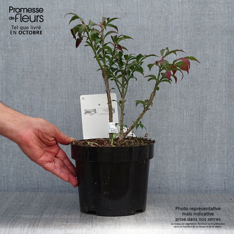 Spécimen de Euonymus alatus Compactus - Fusain ailé nain Pot de 2L/3L tel que livré en automne
