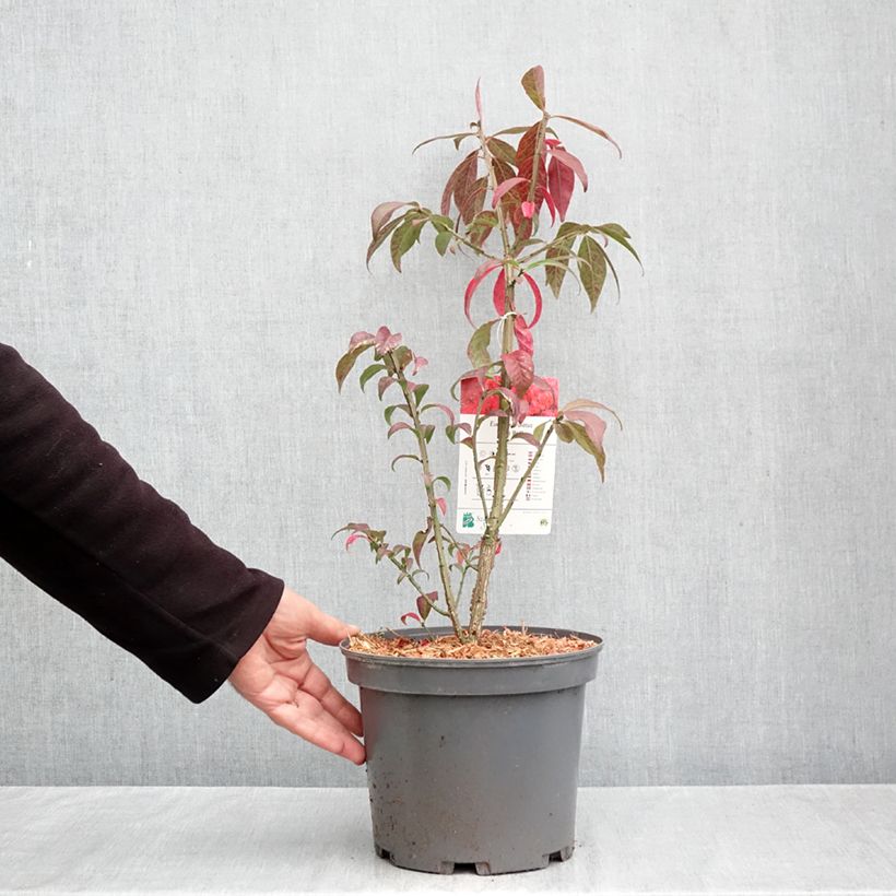 Spécimen de Euonymus alatus Fire Ball - Fusain ailé nain Pot de 4L/5L tel que livré en automne