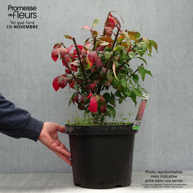 Spécimen de Euonymus alatus - Fusain ailé Pot de 7,5L/10L tel que livré en automne