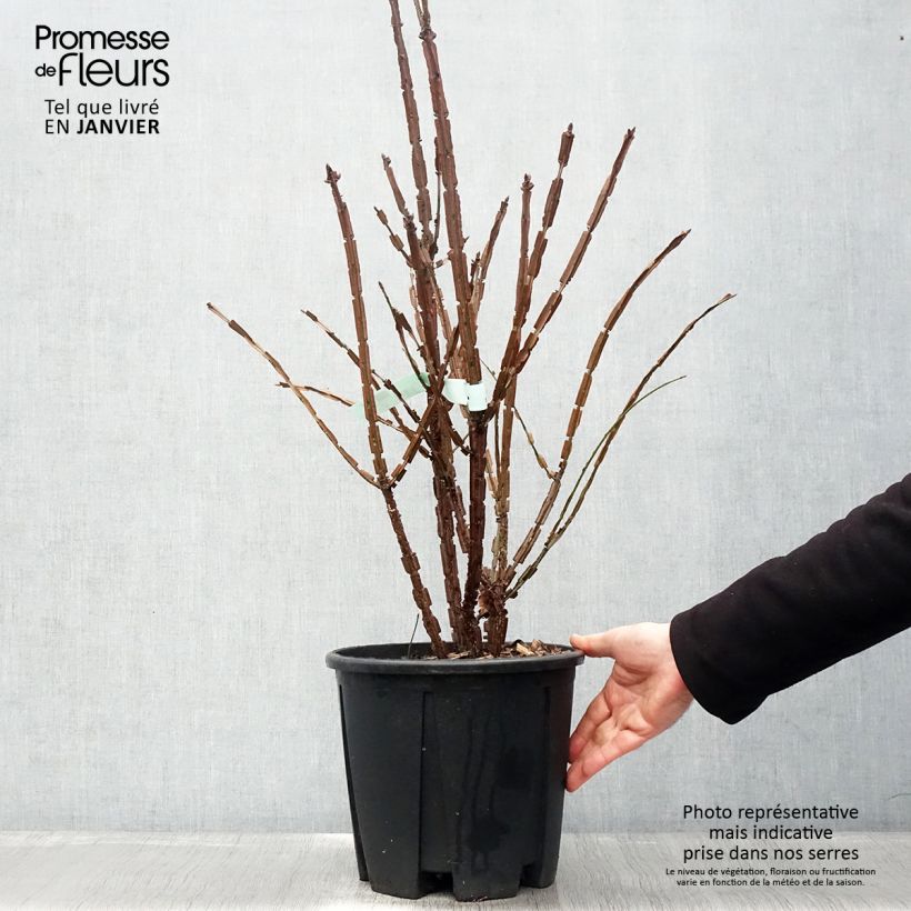 Spécimen de Euonymus alatus - Fusain ailé Pot de 7,5L/10L tel que livré en hiver