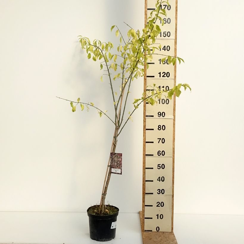 Spécimen de Euonymus europaeus Albus - Fusain d'Europe Pot de 7,5L/10L tel que livré en été