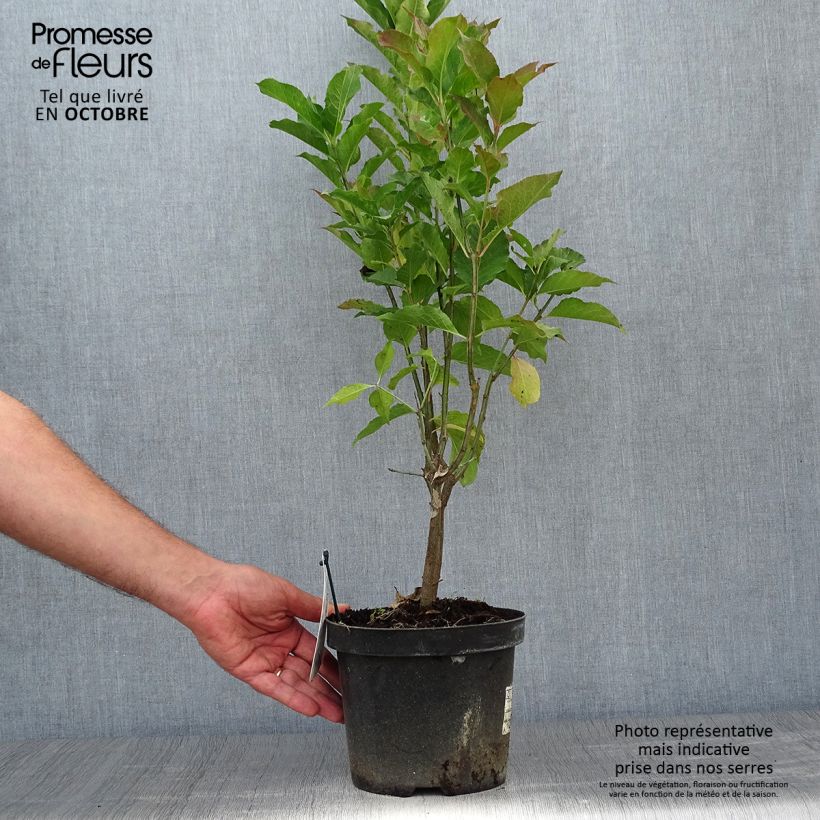 Spécimen de Euonymus europaeus Red Cascade - Fusain d'Europe Pot de 2L/3L tel que livré en automne