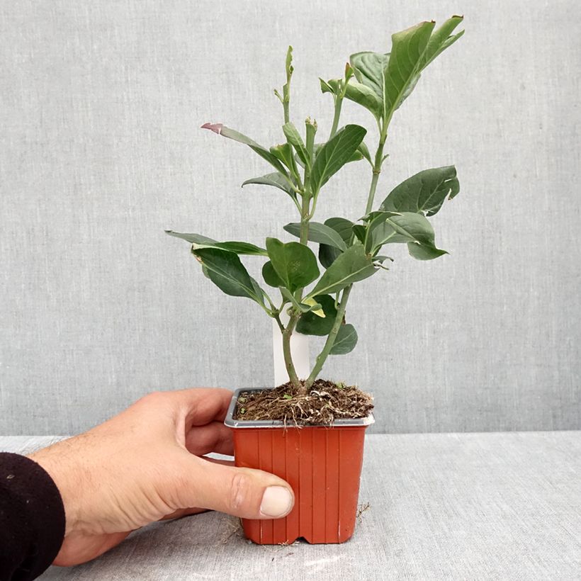 Spécimen de Euonymus europaeus Red Cascade - Fusain d'Europe Godet de 8/9 cm tel que livré en automne