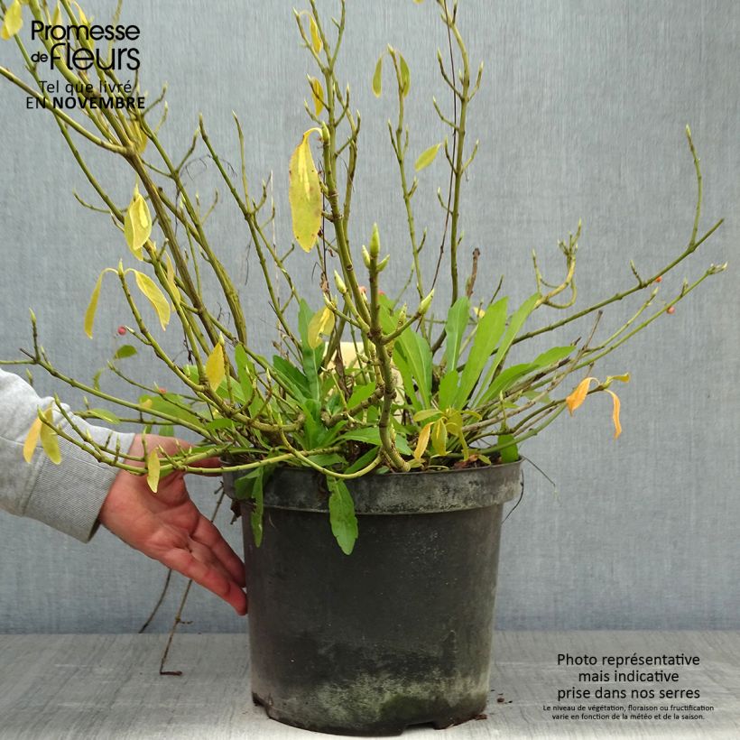 Spécimen de Euonymus fortunei Blondy - Fusain persistant panaché Pot de 7,5L/10L tel que livré en automne