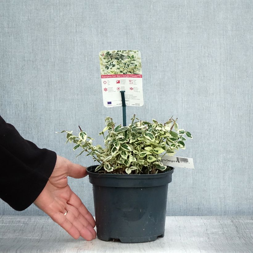 Spécimen de Euonymus fortunei Dan's Delight - Fusain persistant Pot de 2L/3L tel que livré en automne