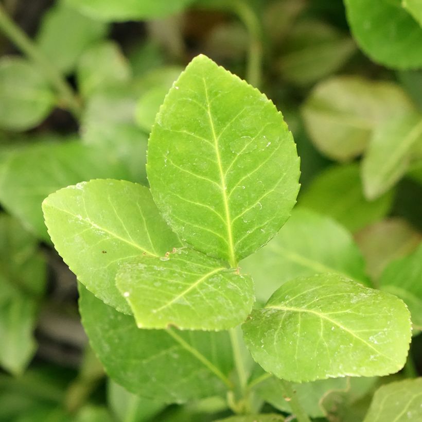 Euonymus fortunei Dart's Blanket - Fusain rampant (Feuillage)