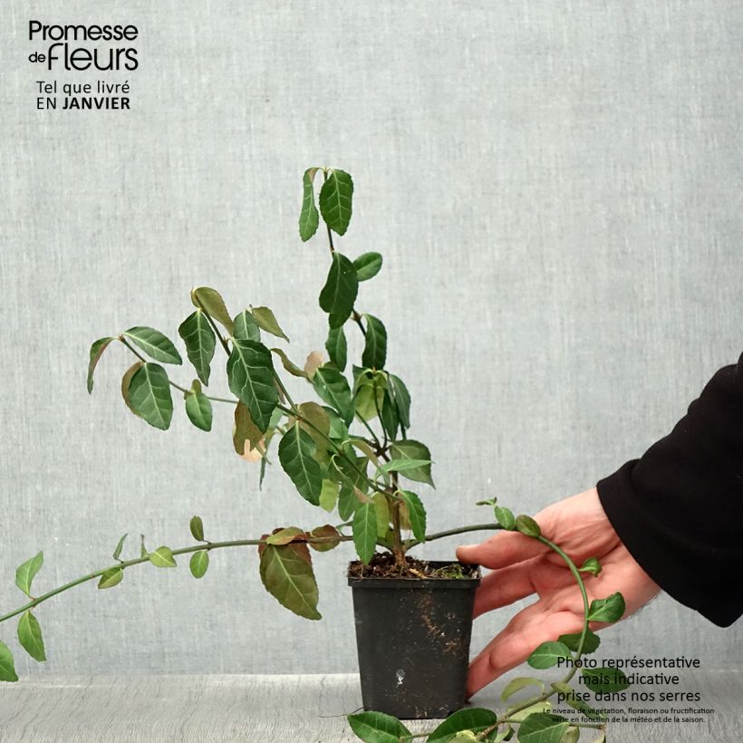 Spécimen de Euonymus fortunei Dart's Blanket - Fusain rampant Godet de 8/9 cm tel que livré en hiver