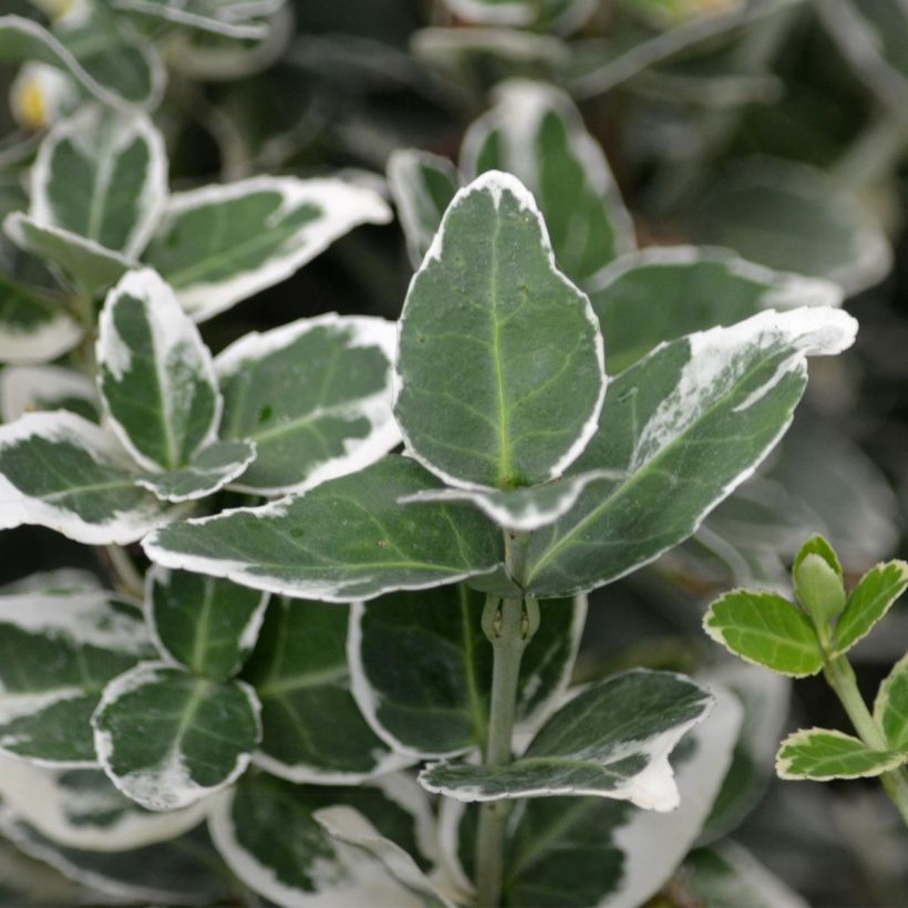 Euonymus fortunei Emerald Gaiety - Fusain (Feuillage)