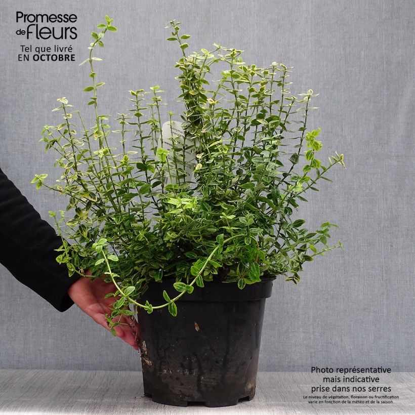 Spécimen de Euonymus fortunei Emerald 'n gold - Fusain Pot de 4L/5L tel que livré en automne
