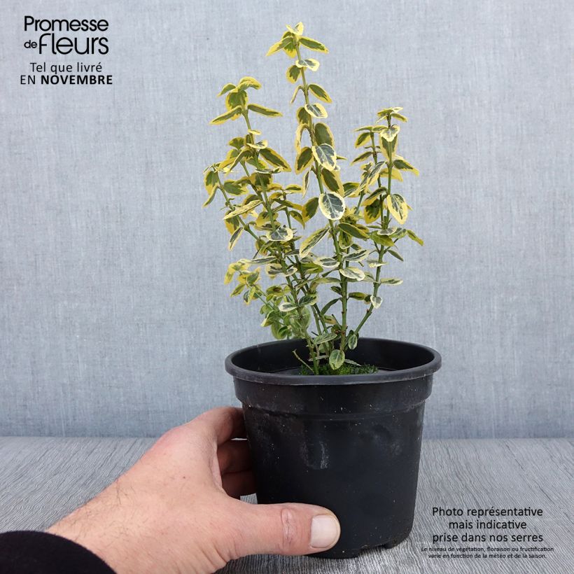 Spécimen de Euonymus fortunei Emerald 'n gold - Fusain Pot de 1L/1,5L tel que livré en automne
