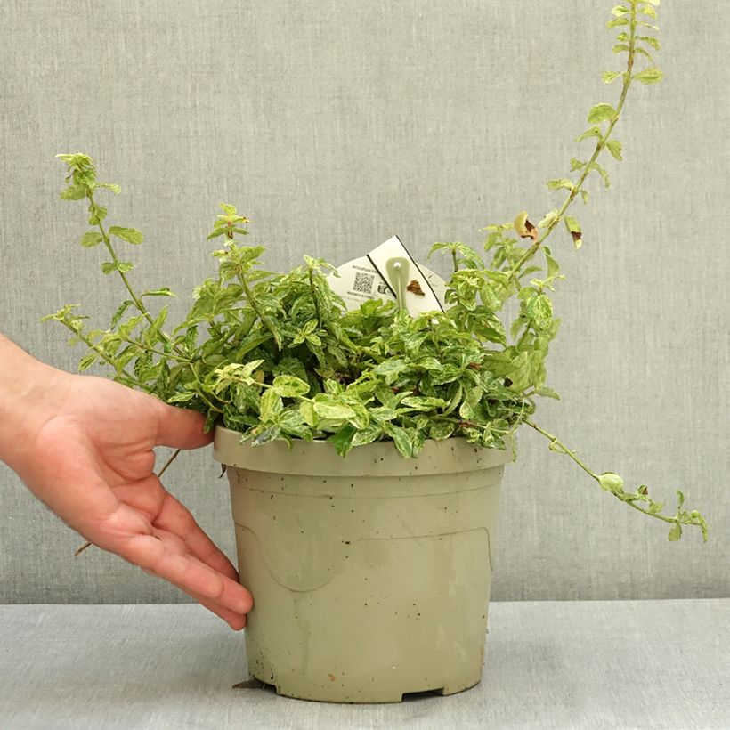 Spécimen de Euonymus fortunei Golden Harlequin - Fusain nain persistant Pot de 3L/4L tel que livré en été