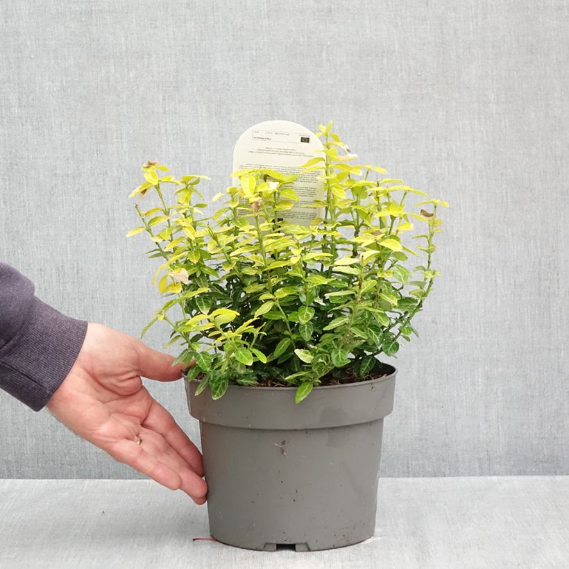 Spécimen de Euonymus fortunei Goldy - Fusain persistant Pot de 3L/4L tel que livré en automne