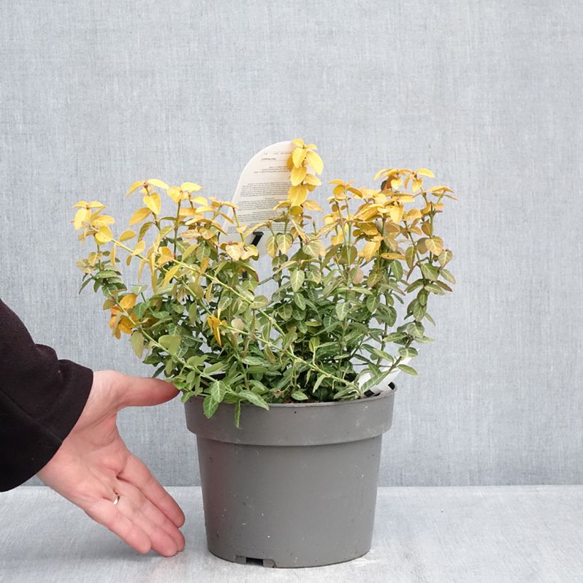 Spécimen de Euonymus fortunei Goldy - Fusain persistant Pot de 3L/4L tel que livré en hiver