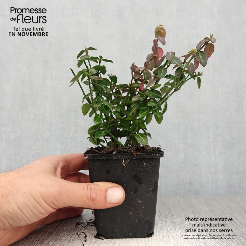 Spécimen de Euonymus fortunei Radicans - Fusain rampant Godet de 8/9 cm tel que livré en automne