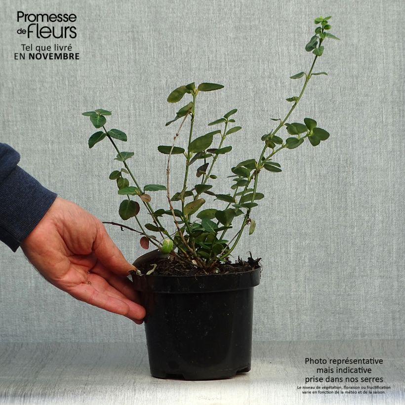 Spécimen de Euonymus fortunei Radicans - Fusain rampant Pot de 1L/1,5L tel que livré en automne