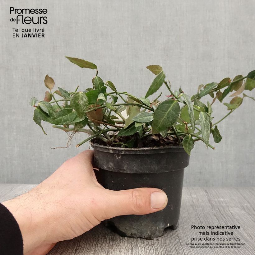 Spécimen de Euonymus fortunei Radicans - Fusain rampant Pot de 1L/1,5L tel que livré en hiver