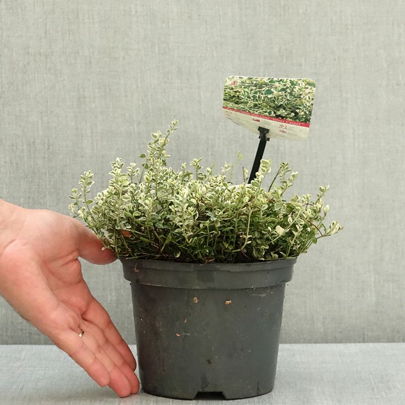 Spécimen de Euonymus fortunei Silver Carpet - Fusain persistant Pot de 2L/3L tel que livré en été