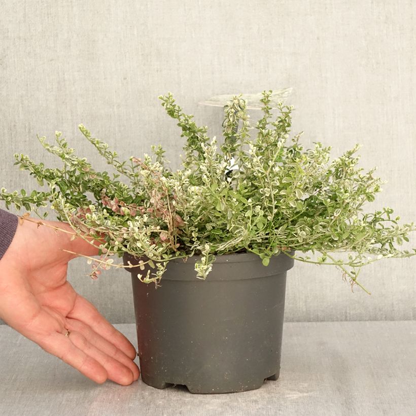 Spécimen de Euonymus fortunei Silver Carpet - Fusain persistant Pot de 2L/3L tel que livré au printemps