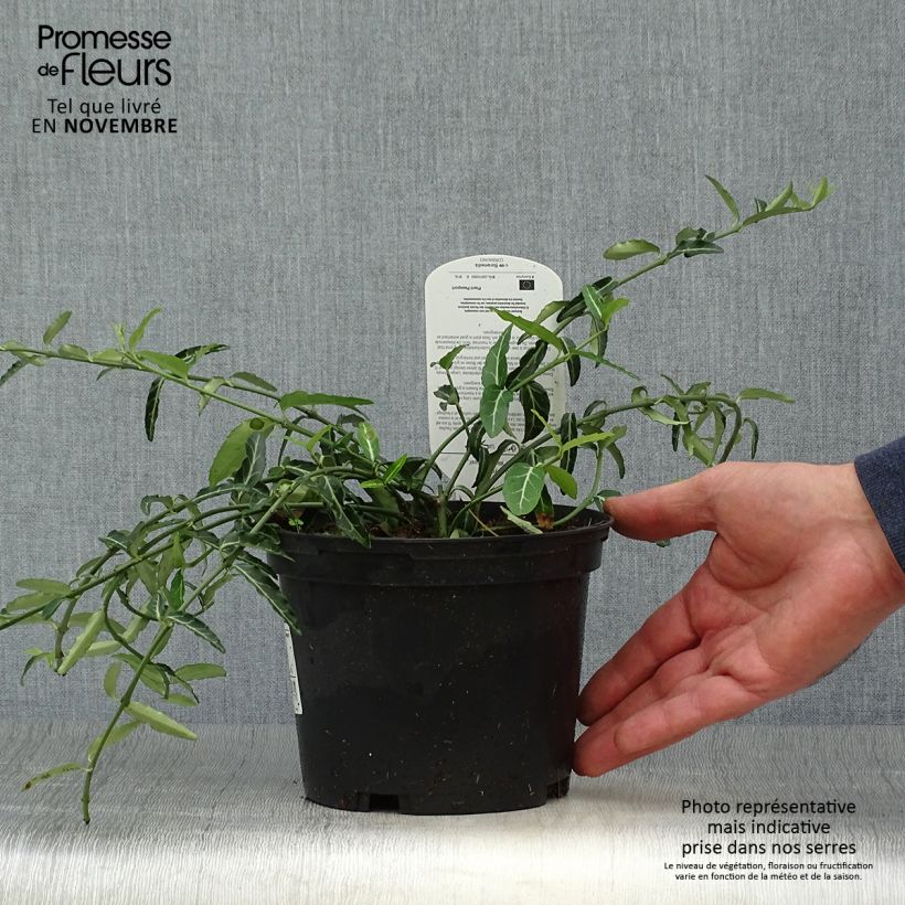 Spécimen de Euonymus fortunei Wolong Ghost - Fusain rampant Pot de 2L/3L tel que livré en automne