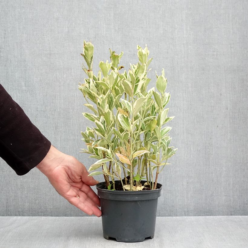 Spécimen de Euonymus japonicus Bravo - Fusain du Japon Pot de 2L/3L tel que livré en automne