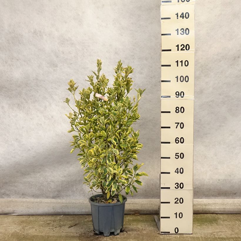Spécimen de Euonymus japonicus Bravo - Fusain du Japon Pot de 7,5L/10L tel que livré en automne