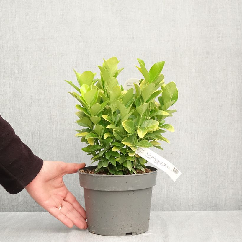 Spécimen de Euonymus japonicus El Dorado - Fusain du Japon Pot de 3L/4L tel que livré en automne