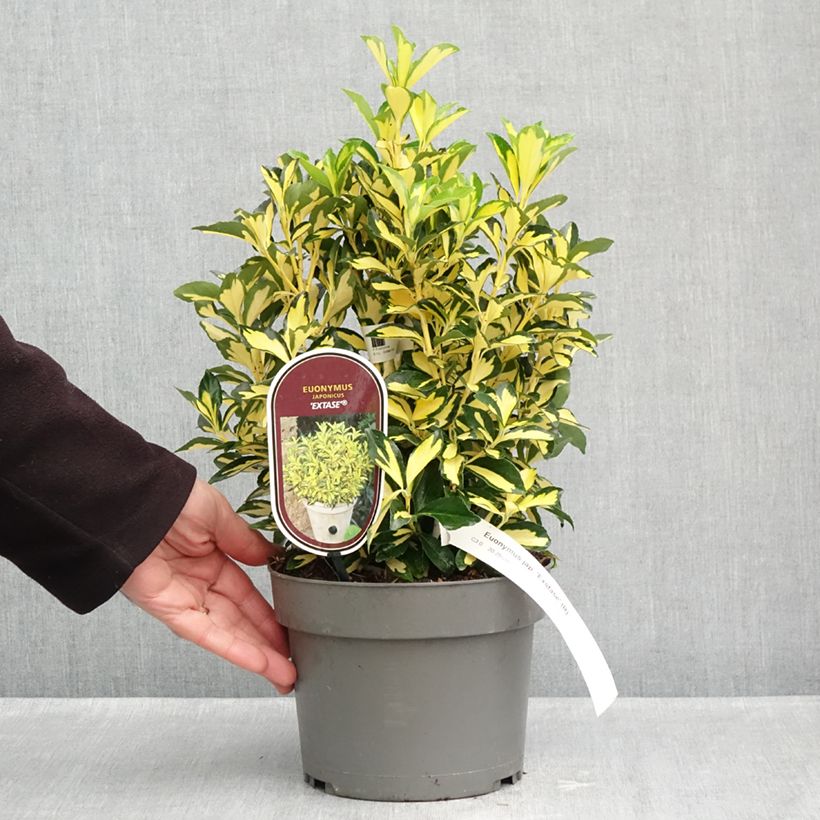 Spécimen de Euonymus japonicus Exstase Goldbolwi - Fusain du Japon Pot de 3L/4L tel que livré en automne