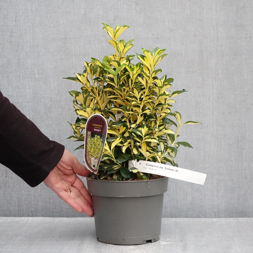 Spécimen de Euonymus japonicus Exstase Goldbolwi - Fusain du Japon Pot de 3L/4L tel que livré en hiver