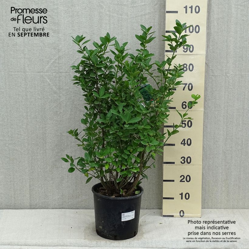 Spécimen de Euonymus japonicus - Fusain du Japon Pot de 7,5L/10L tel que livré en automne