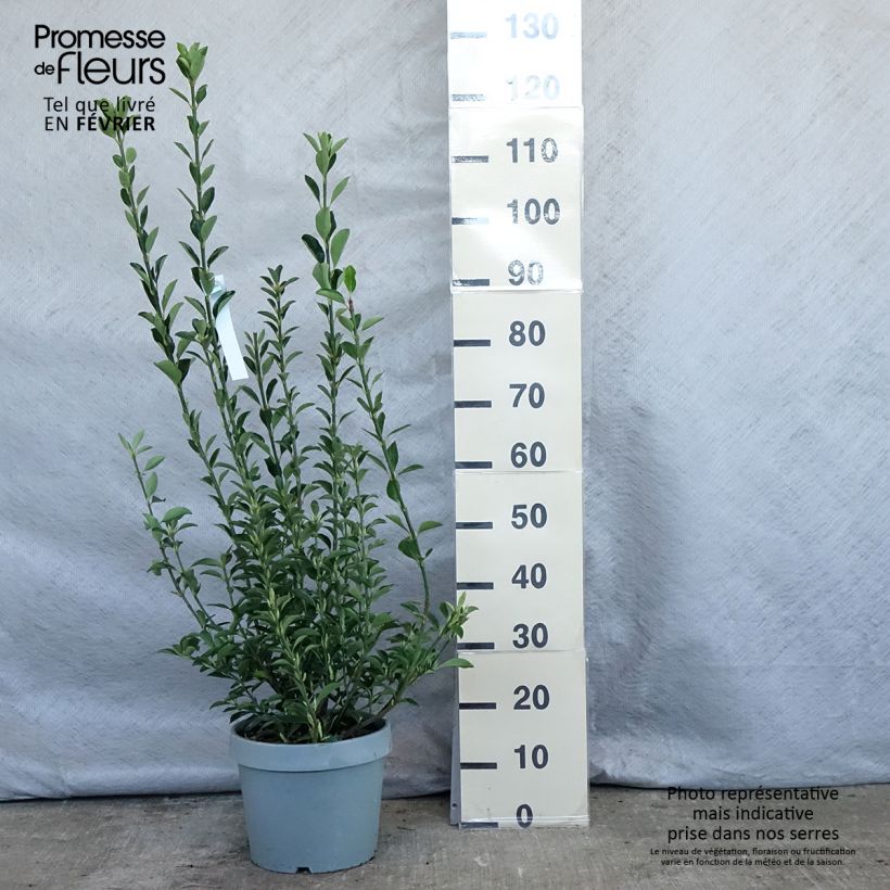 Spécimen de Euonymus japonicus - Fusain du Japon Pot de 7,5L/10L tel que livré en hiver