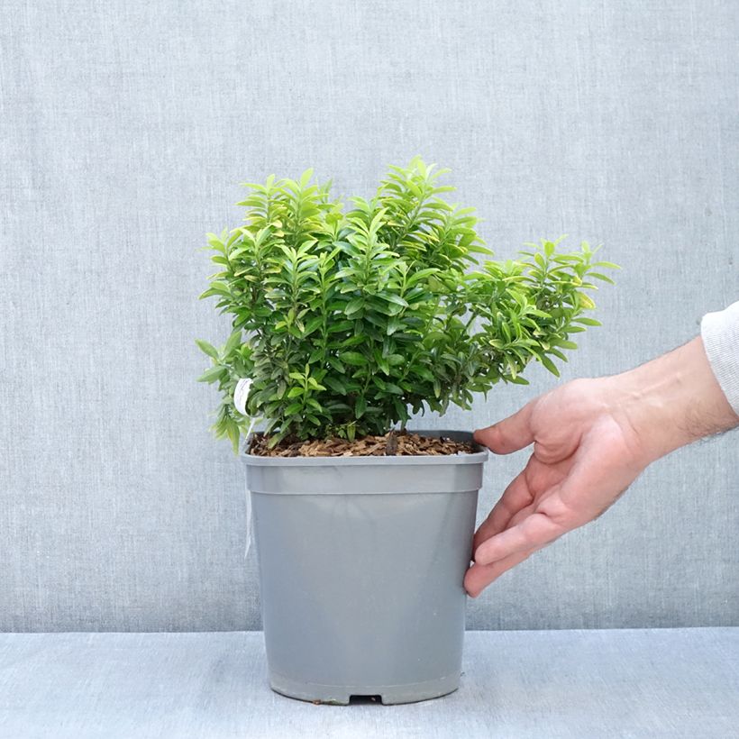Spécimen de Euonymus japonicus Happiness - Fusain du Japon Pot de 4L/5L tel que livré en automne