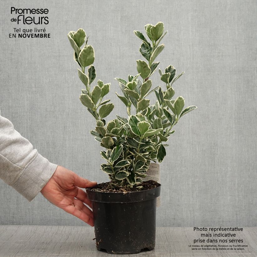 Spécimen de Euonymus japonicus Kathy - Fusain du Japon Pot de 2L/3L tel que livré en automne