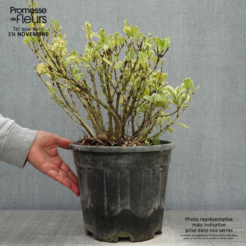Spécimen de Euonymus japonicus Kathy - Fusain du Japon Pot de 7,5L/10L tel que livré en automne