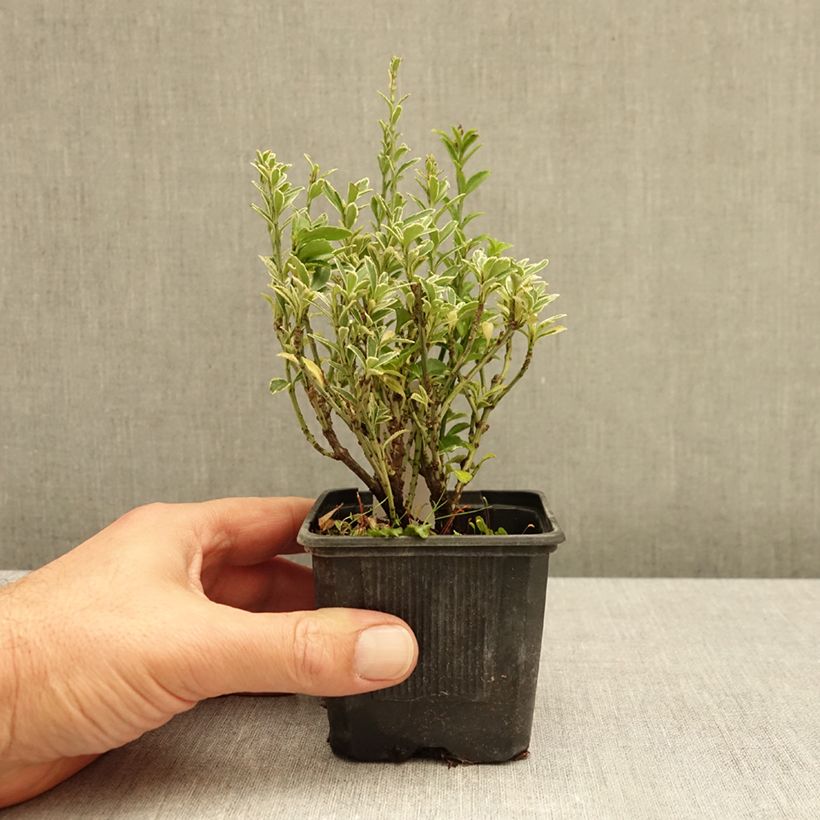 Spécimen de Euonymus japonicus Microphyllus Albovariegatus - Fusain du Japon Godet de 8/9 cm tel que livré en automne