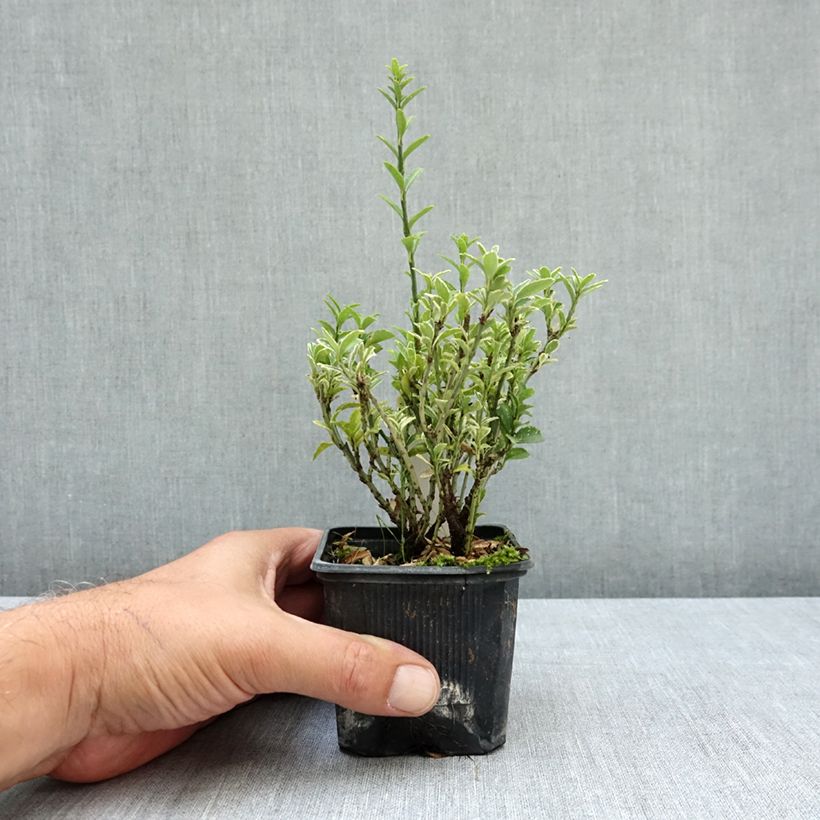 Spécimen de Euonymus japonicus Microphyllus Albovariegatus - Fusain du Japon Godet de 8/9 cm tel que livré en été