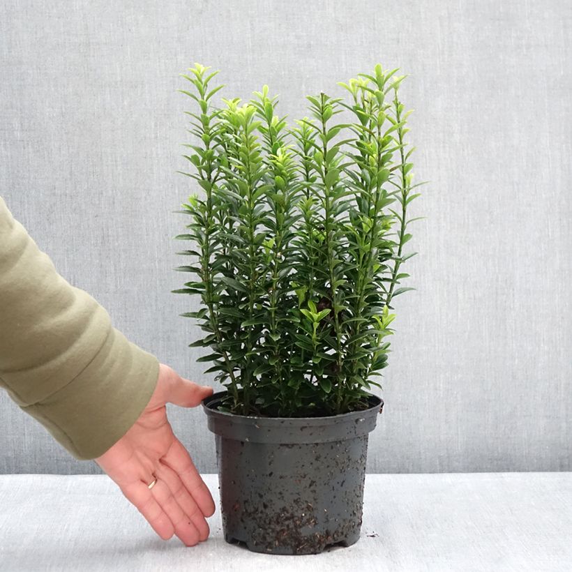 Spécimen de Euonymus japonicus Microphyllus Aureovariegatus - Fusain Pot de 2L/3L tel que livré en hiver