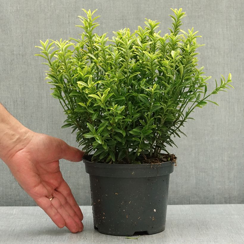 Spécimen de Euonymus japonicus Microphyllus Aureovariegatus - Fusain Pot de 2L/3L tel que livré au printemps