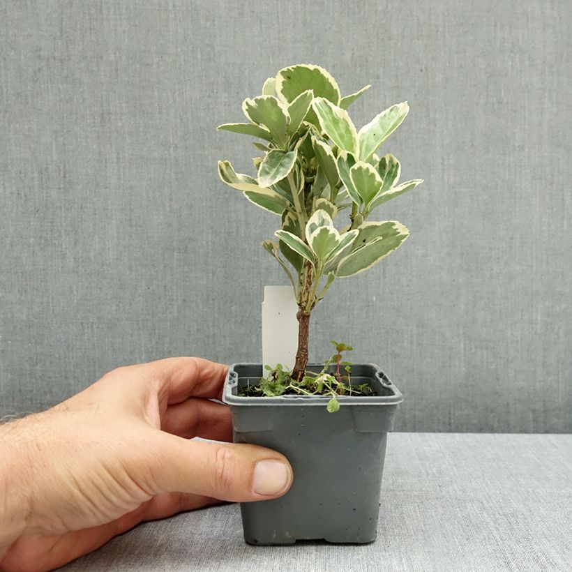 Spécimen de Euonymus japonicus Président Gauthier - Fusain du Japon Godet de 8/9 cm tel que livré en automne