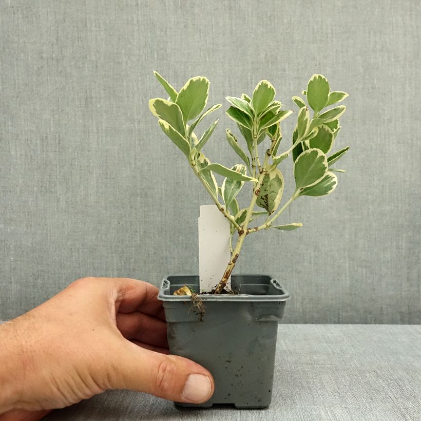 Spécimen de Euonymus japonicus Président Gauthier - Fusain du Japon Godet de 8/9 cm tel que livré en été
