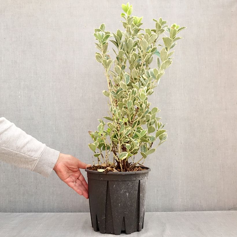 Spécimen de Euonymus japonicus Président Gauthier - Fusain du Japon Pot de 7,5L/10L tel que livré en automne