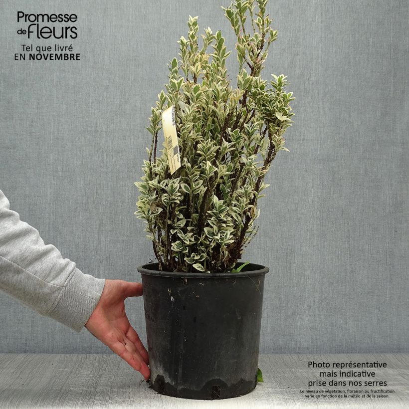 Spécimen de Euonymus japonicus White Spire - Fusain du Japon Pot de 7,5L/10L tel que livré en automne